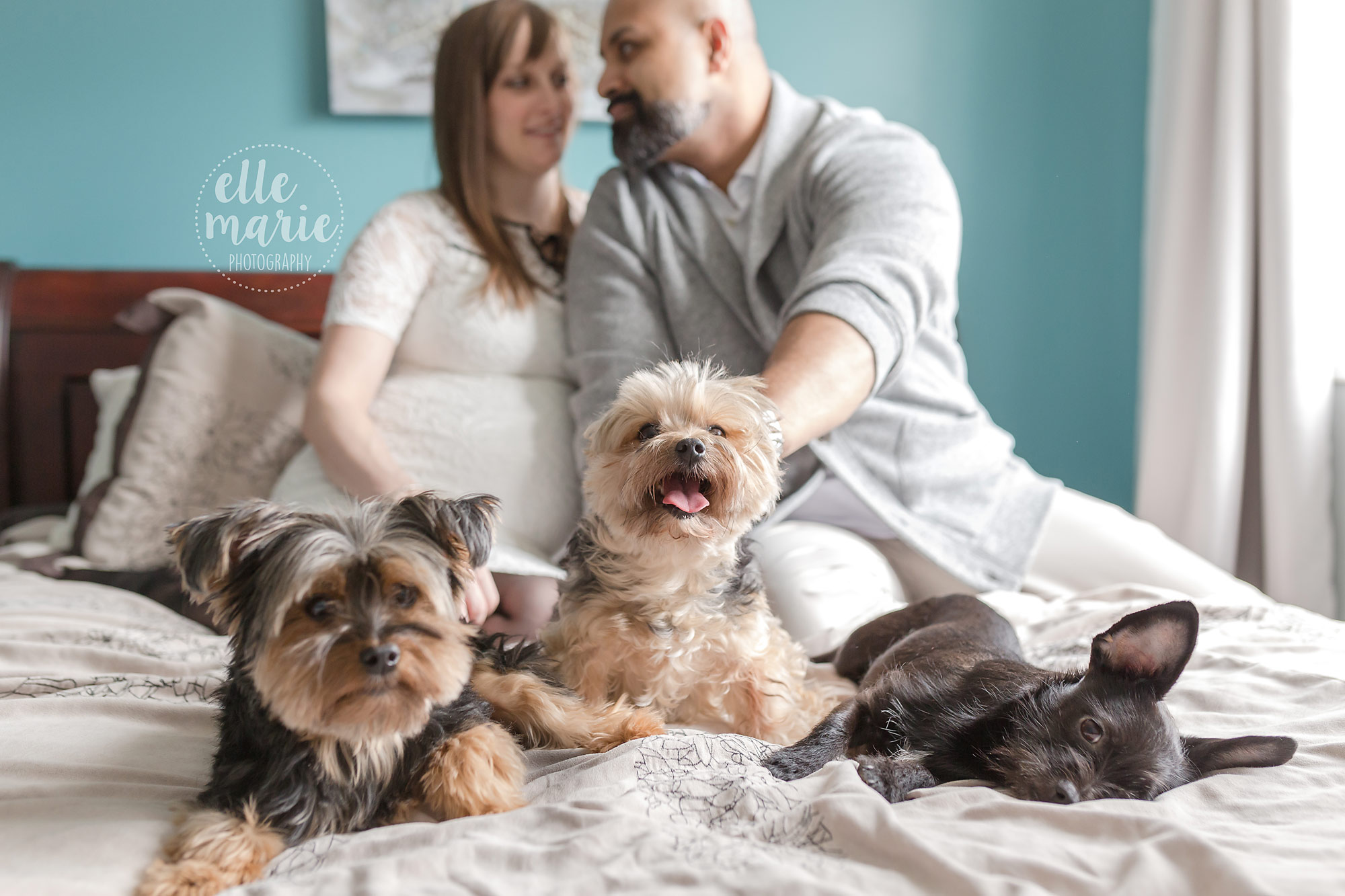 pregnant couple on bed with dogs