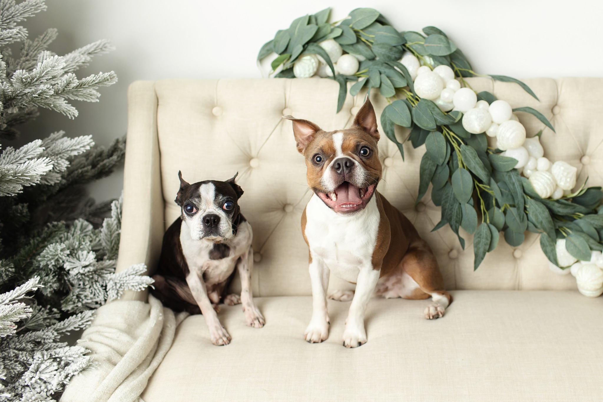 a brown and a black boston terrier sitting on a couch decorated for christmas
