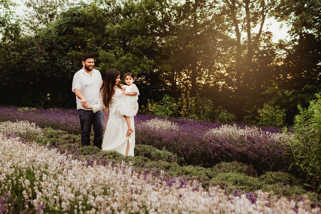 A young toddler girl in a white dress is carried by mom through a field of white and purple lavender at sunset with dad following behind